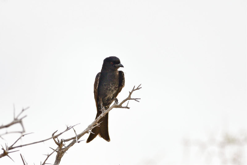 Een treurdrongo zit op een doornige, bladloze tak tegen een lichte achtergrond. De zwarte vogel kijkt opzij met een opvallend rood oog.