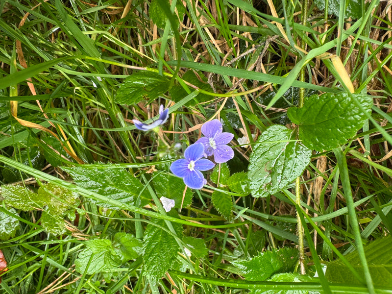 Twee helderblauwe bloemen van de gewone ereprijs met een wit hart groeien tussen vochtig gras en bladeren.
