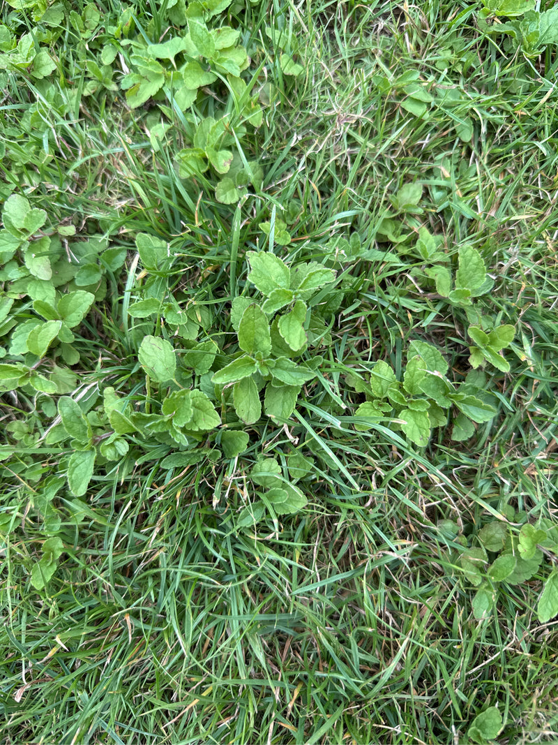 De groene bladeren van de gewone ereprijs zijn te zien, groeiend tussen sprietjes gras op de grond. De typisch getande bladeren zijn goed te herkennen.