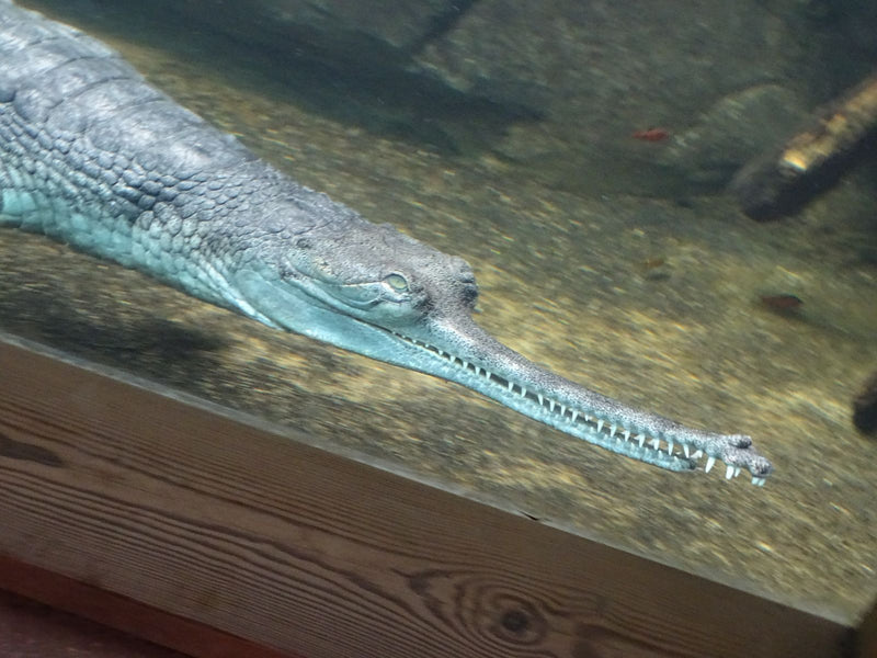 Ganges-Gavial — Bild 1