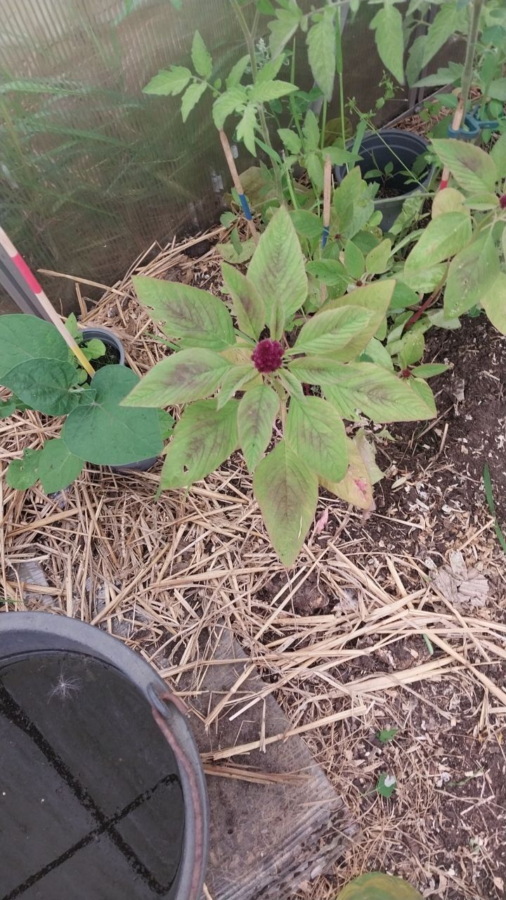 Tuin amarant — Bild 1