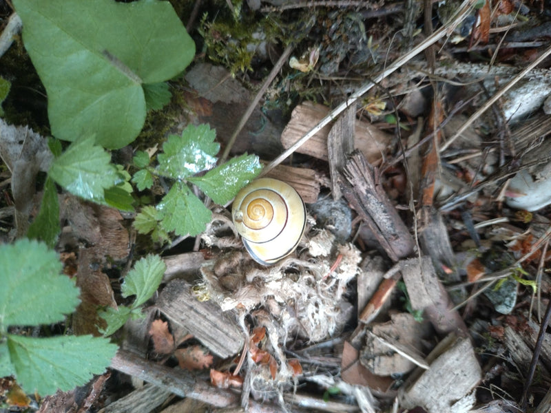 Tuinlintslak — Bild 1