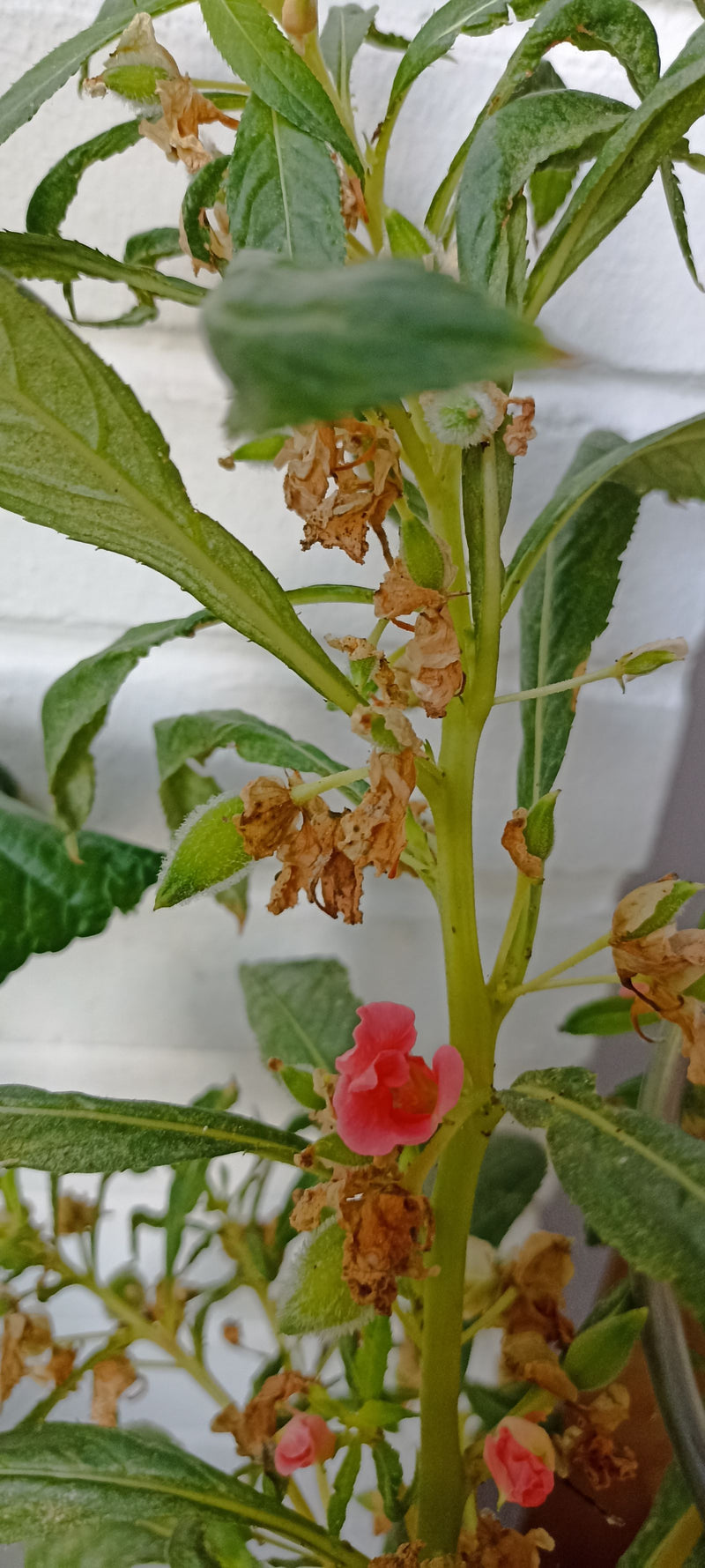 Garten-Balsamine — foto 2 van 2