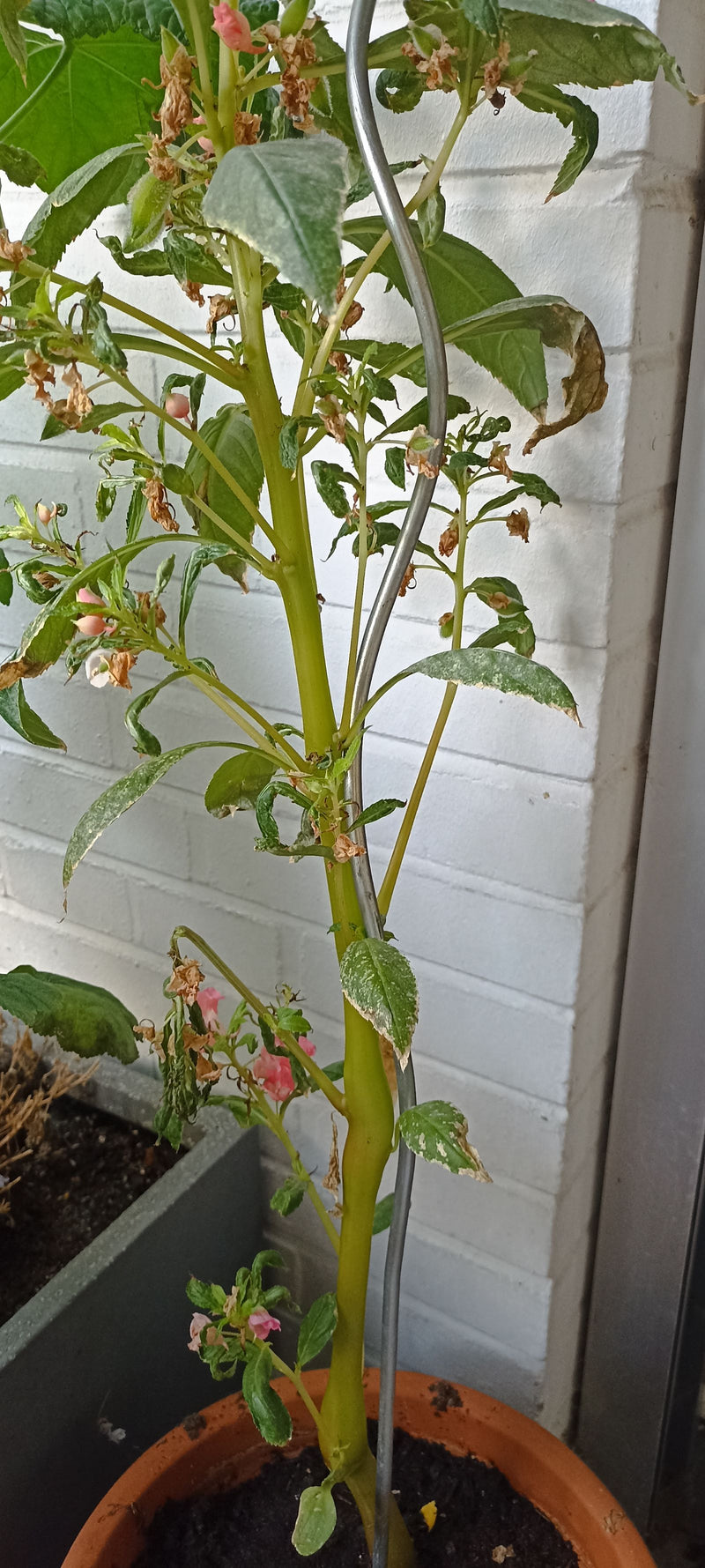 Een balsemien groeit ondersteund door een metalen steun in een plantenpot voor een witte bakstenen muur.