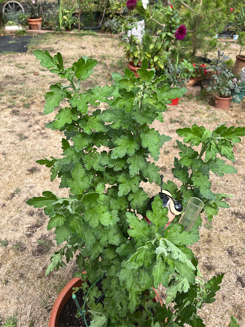 Garten-Chrysantheme — foto 1 van 1