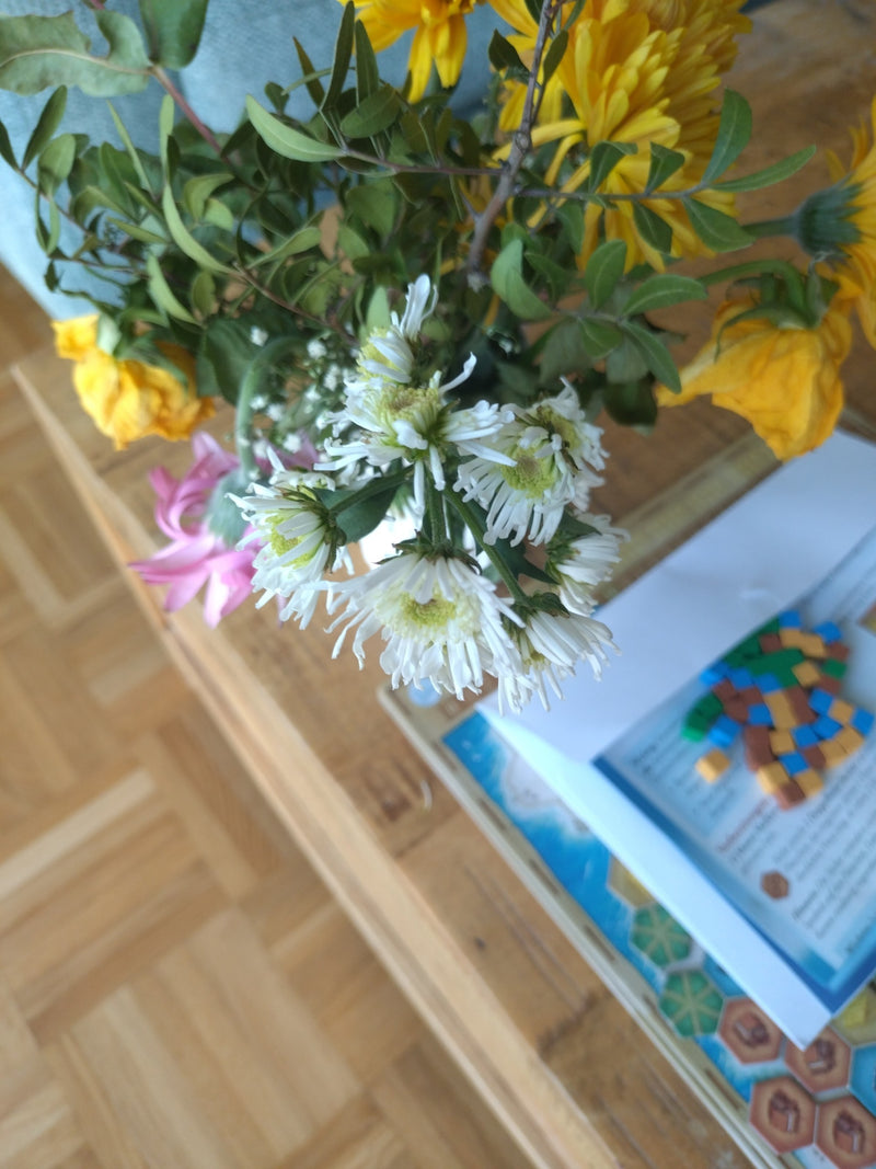 Tuinchrysant — Bild 1
