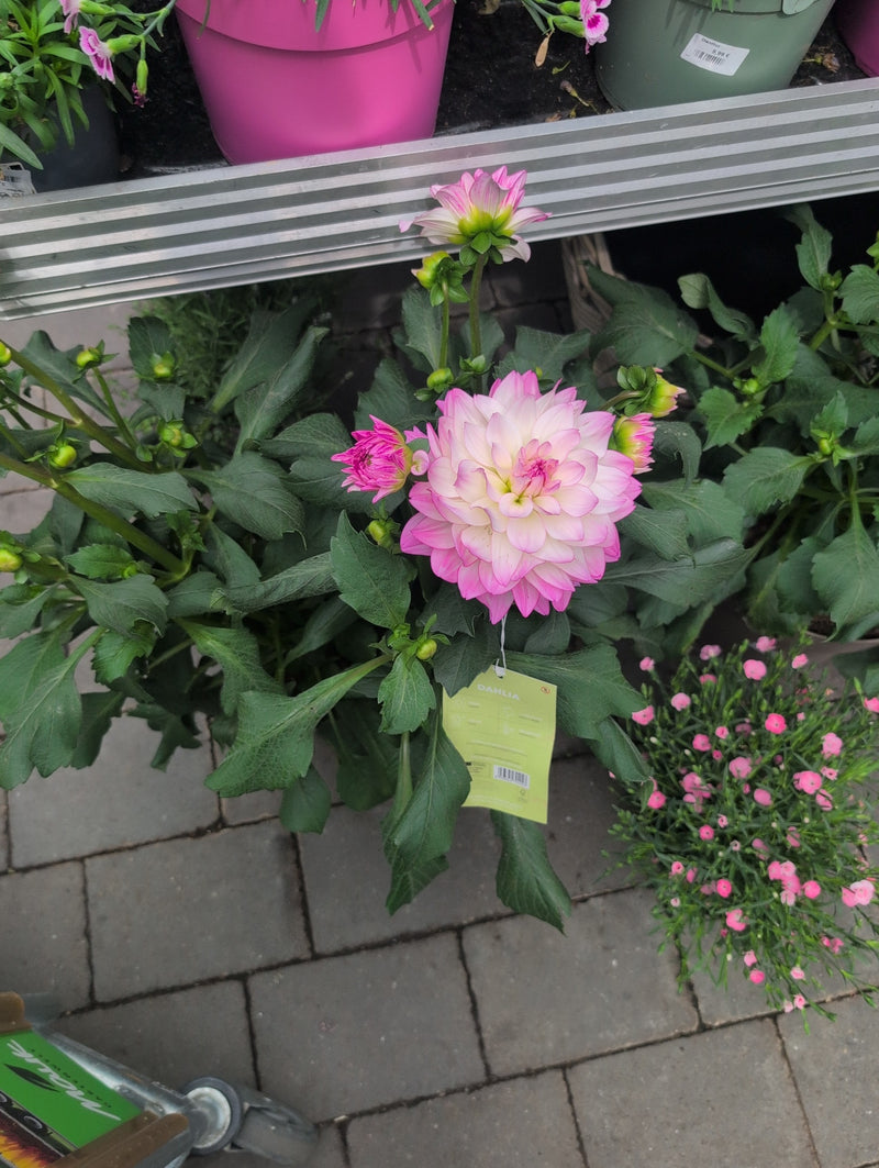 Tuin dahlia — Bild 2