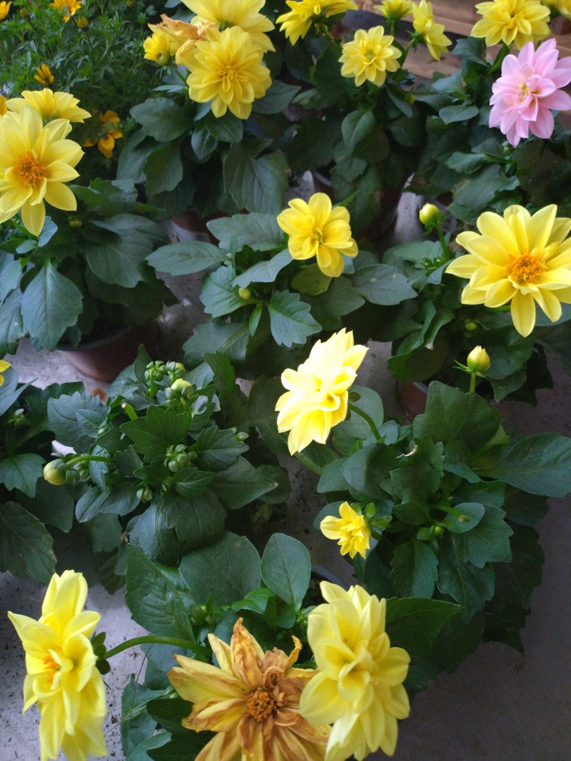 Tuin dahlia — Bild 1