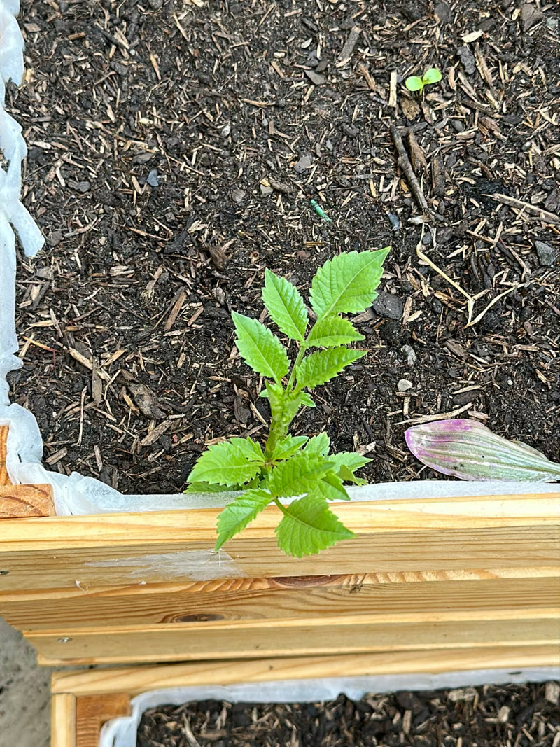 Te zien is een jonge tuindahlia die groeit in de donkere aarde van een moestuinbak. De lichtgroene, geveerde bladeren van de plant zijn goed zichtbaar.