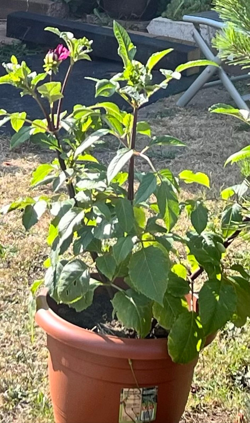 Een jonge tuindahlia groeit buiten in een bruine bloempot. Aan de scheuten zijn al de eerste knoppen te zien.