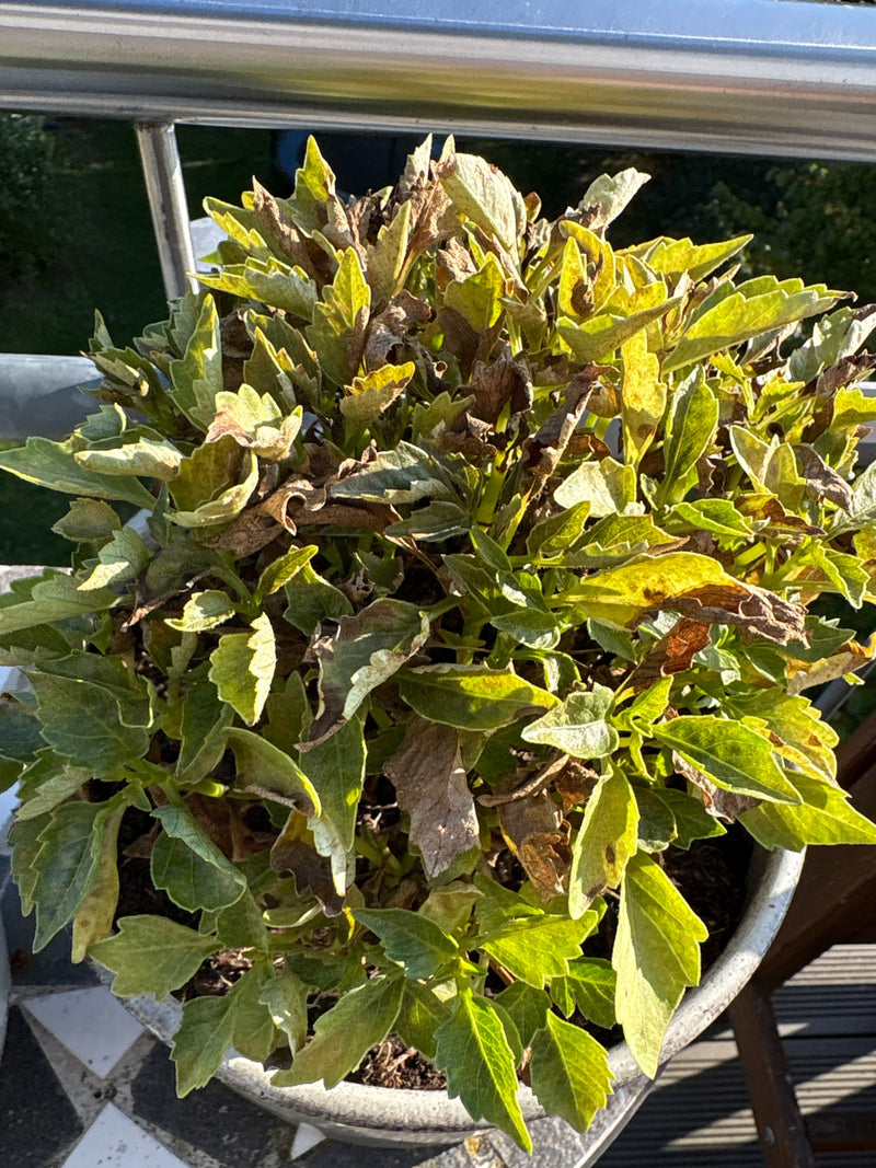 Een dahlia in pot met dichte, deels verdorde bladeren staat op een balkon.