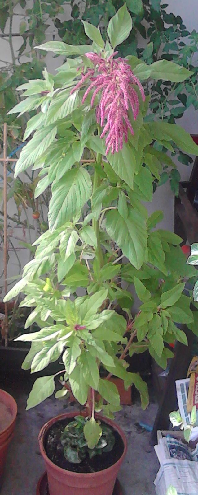 Garten-Fuchsschwanz — Bild 1
