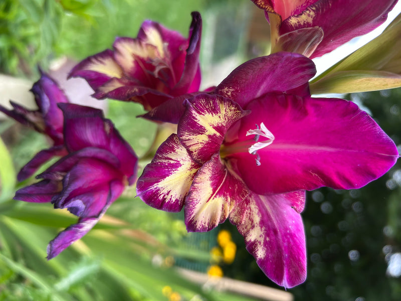 Tuingladiolen — Bild 1