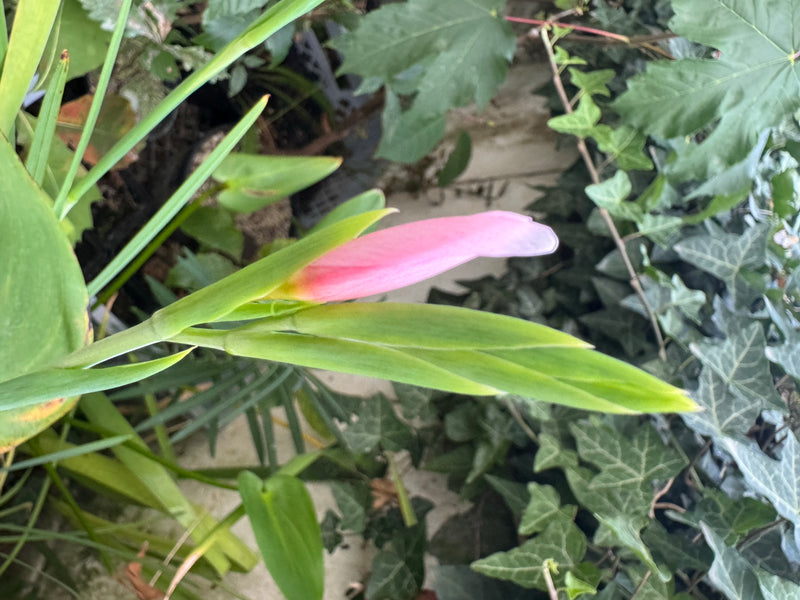 Een roze bloemknop van een tuingladiool staat op het punt uit te komen, omgeven door groen blad en klimop.