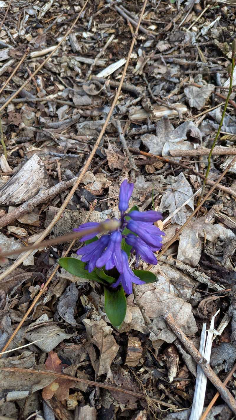 hyacint — Bild 1