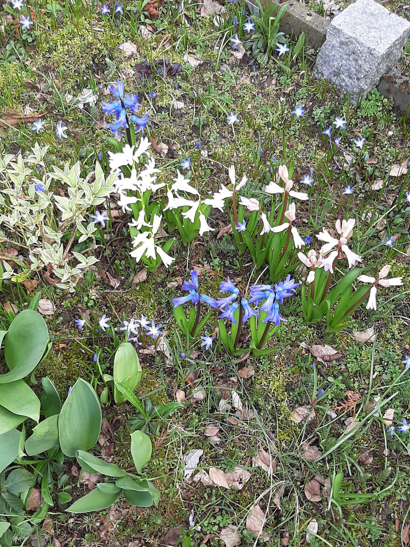 De afbeelding toont several bloeiende tuinhyacinten in blauwe, witte en roze tinten. Ze groeien in een bloembed tussen lage begroeiing en aarde.
