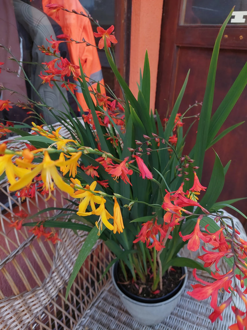 Tuin Montbretia — foto 2 van 3