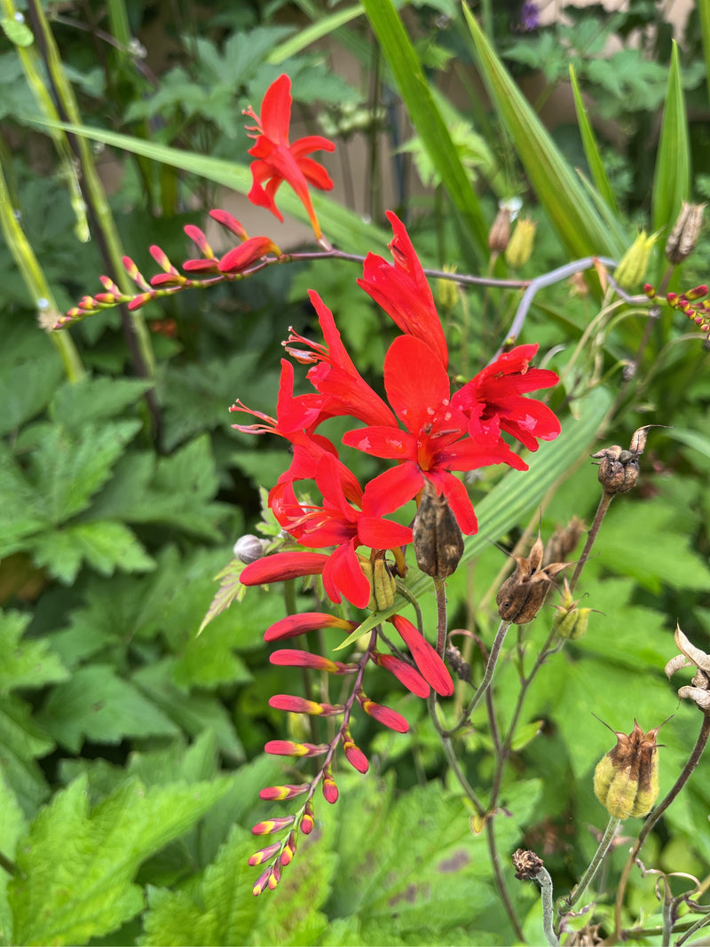 Tuin Montbretia — foto 3 van 3