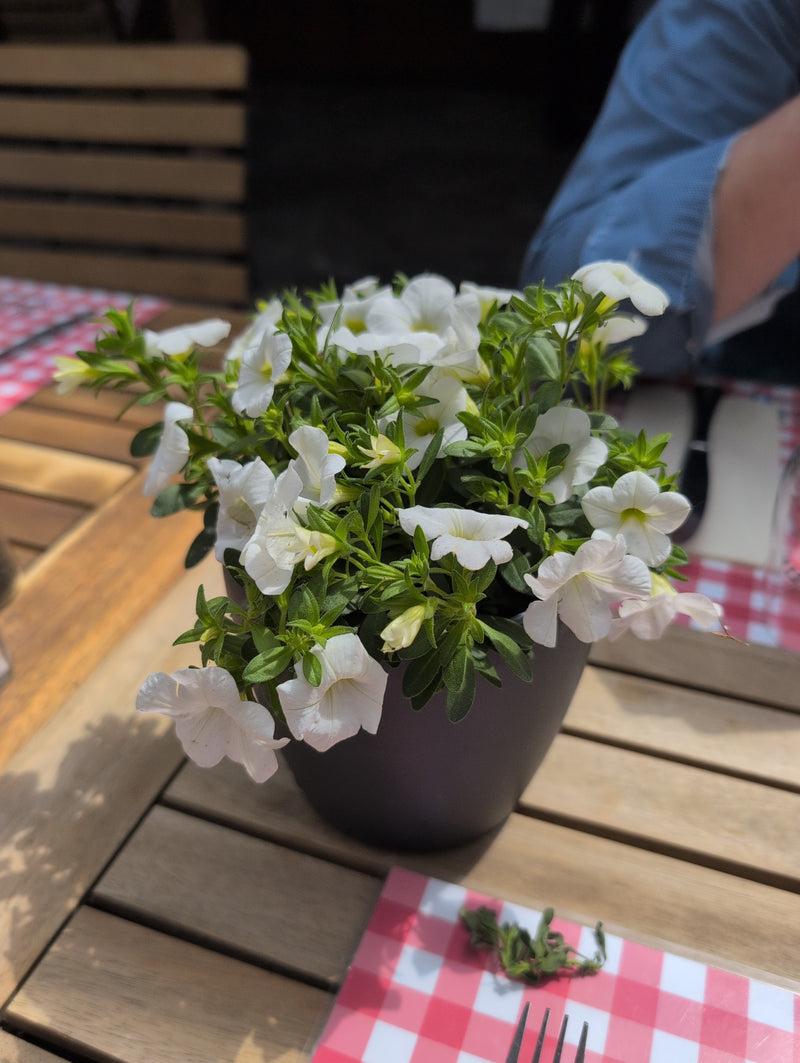 Garten-Petunie — Bild 3