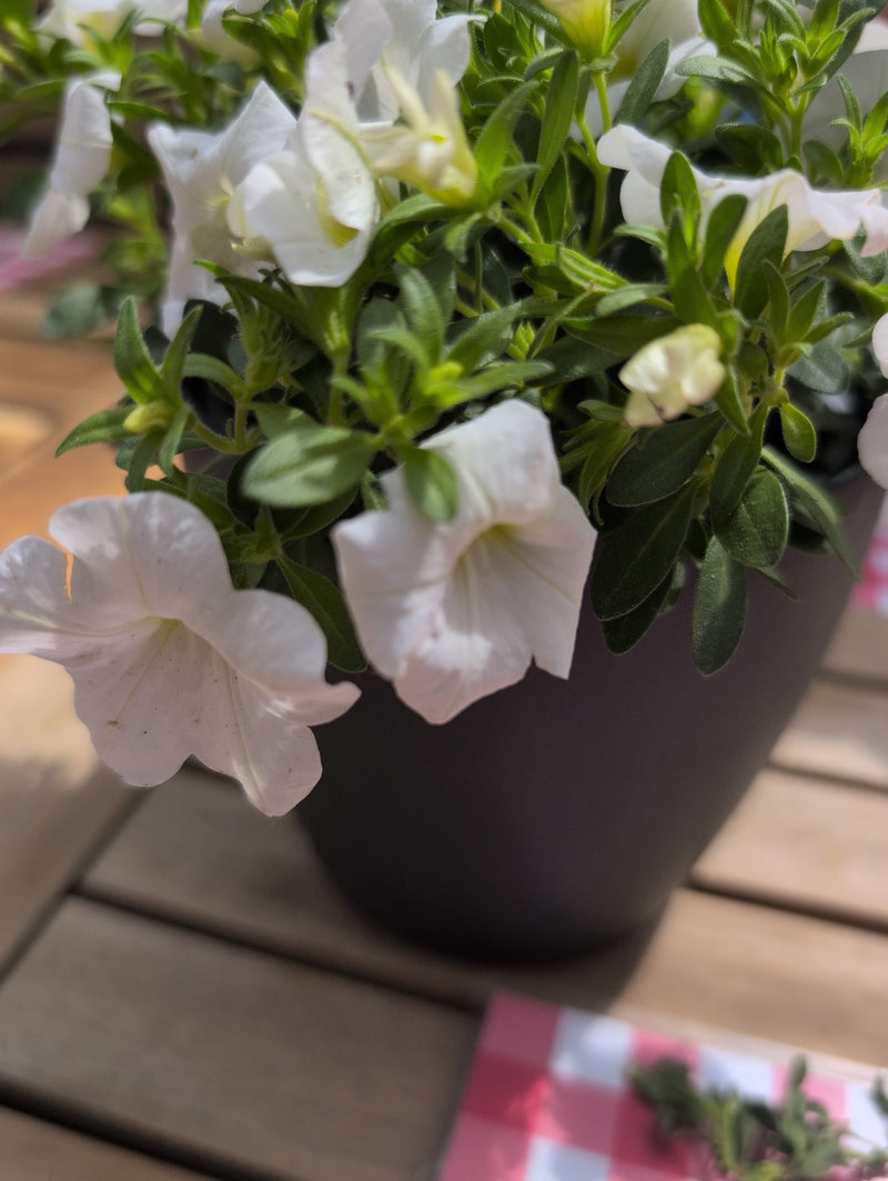 Garten-Petunie — Bild 2
