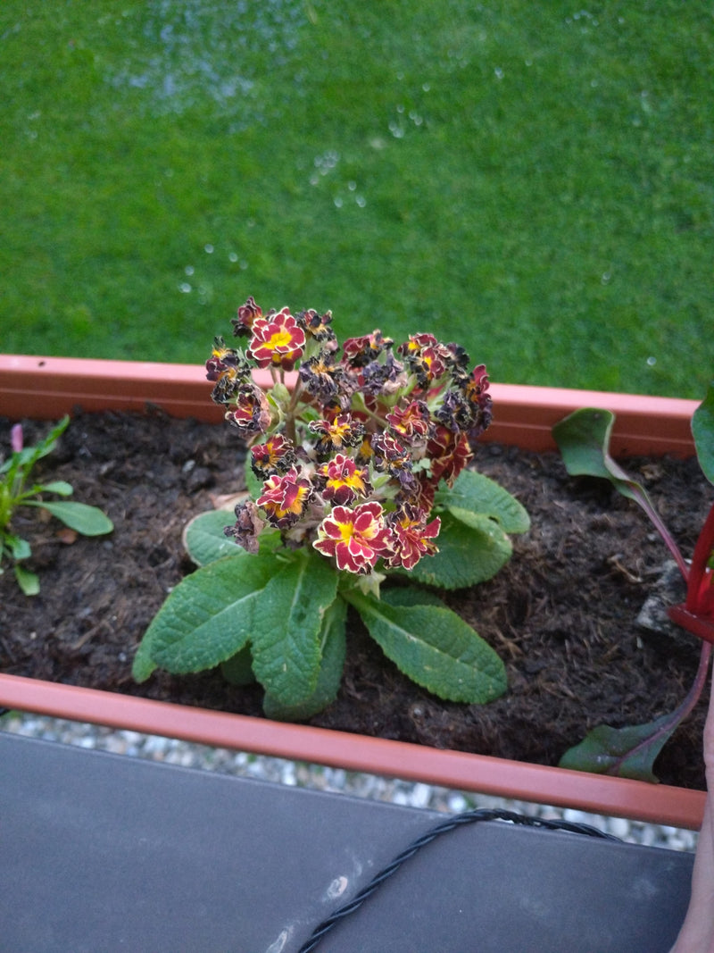 Tuin sleutelbloem — Bild 1