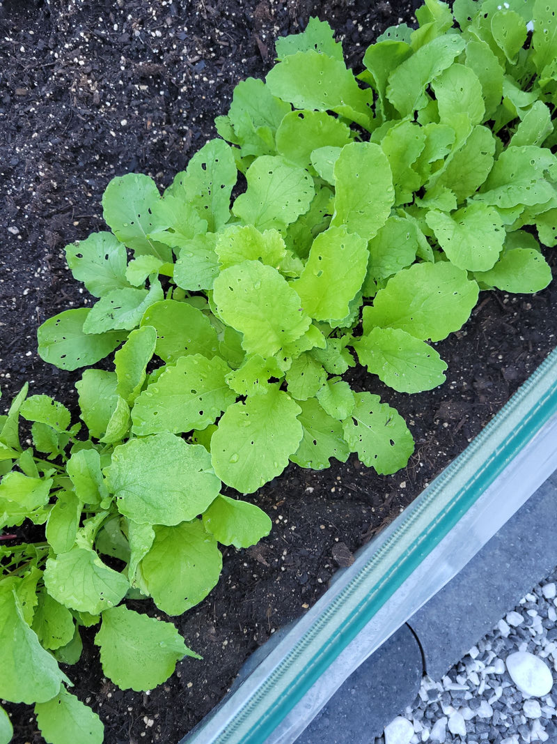 Jonge radijsplplanten groeien dicht op elkaar in de donkere aarde van een kweekbed. De groene bladeren vertonen hier en daar kleine vraatgaatjes.