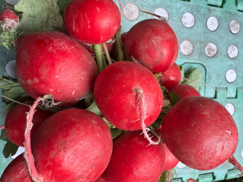 Radijs uit de tuin — foto 4 van 13