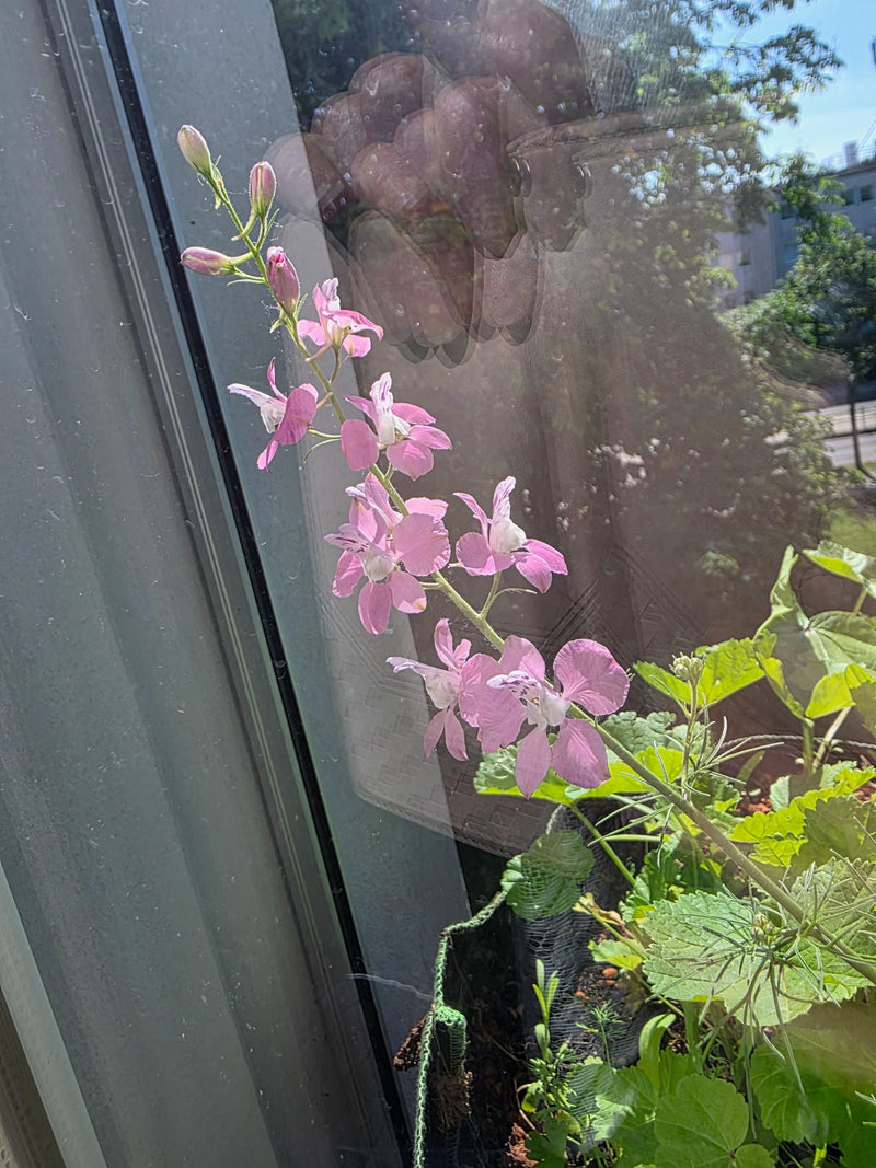Garten-Rittersporn — Bild 1