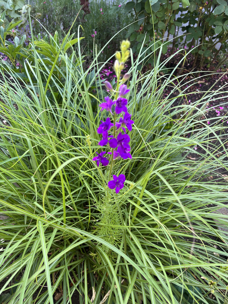 Tuin delfinium — foto 1 van 4