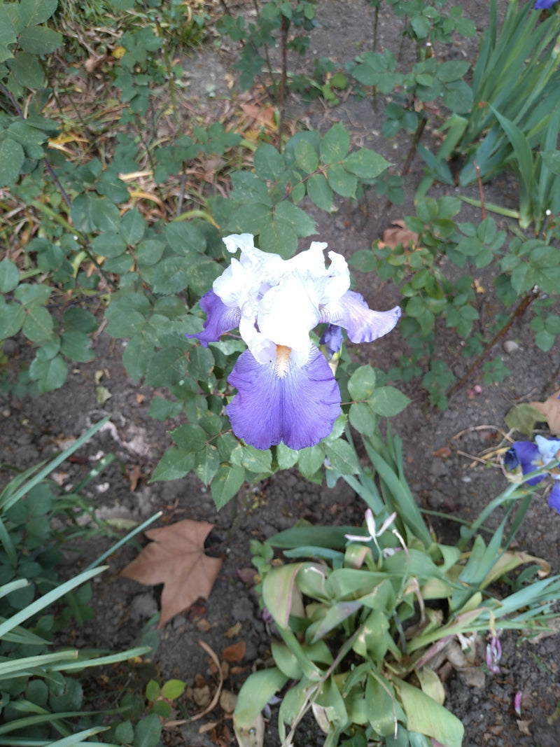 Te zien is een bloeiende Duitse lis met blauw-witte bloemblaadjes in een tuingebed. De opname toont de bloem van boven tegen een achtergrond van aarde en gro...