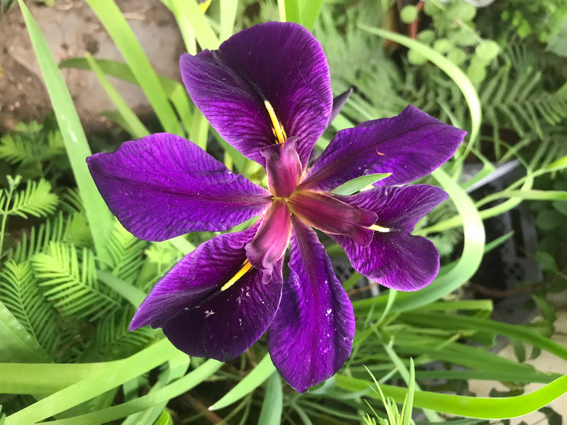 Duitse iris — foto 4 van 14