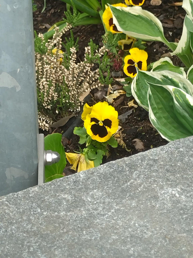 Tuin viooltjes — Bild 1