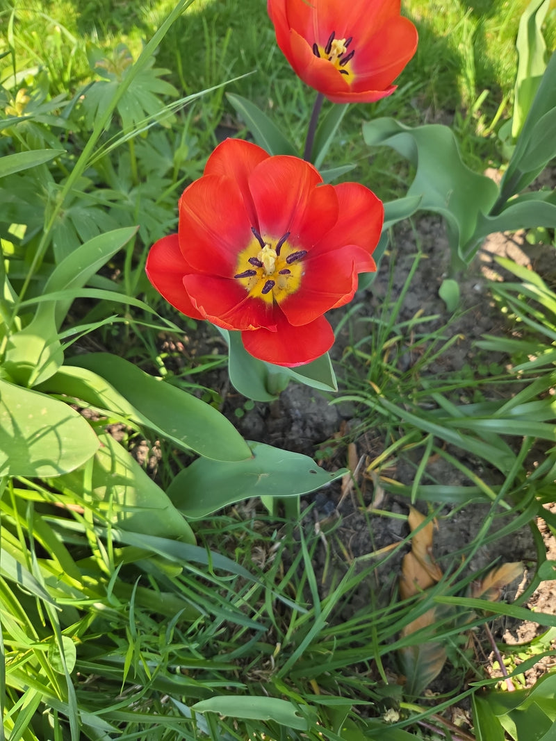 Tuin tulp — Bild 3