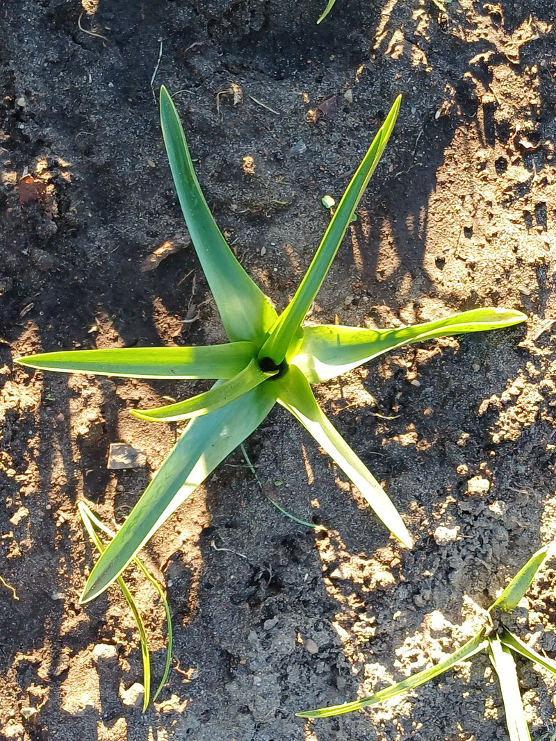 Te zien is een jonge tuintulp vanuit vogelperspectief, waarvan de groene bladeren ster-vormig op de kale grond groeien.
