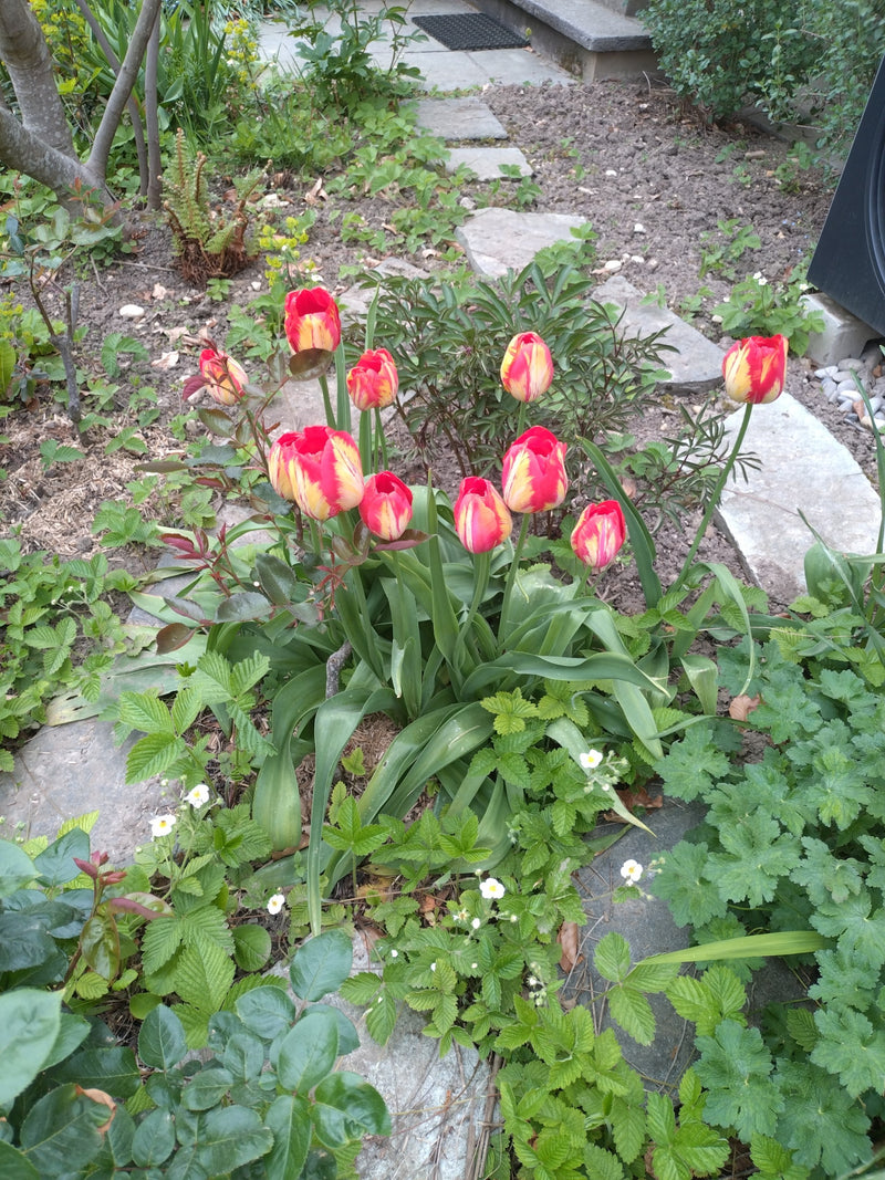 verschillende tuintulpen met rood-gele bloemblaadjes staan in een tuingen tussen andere planten.