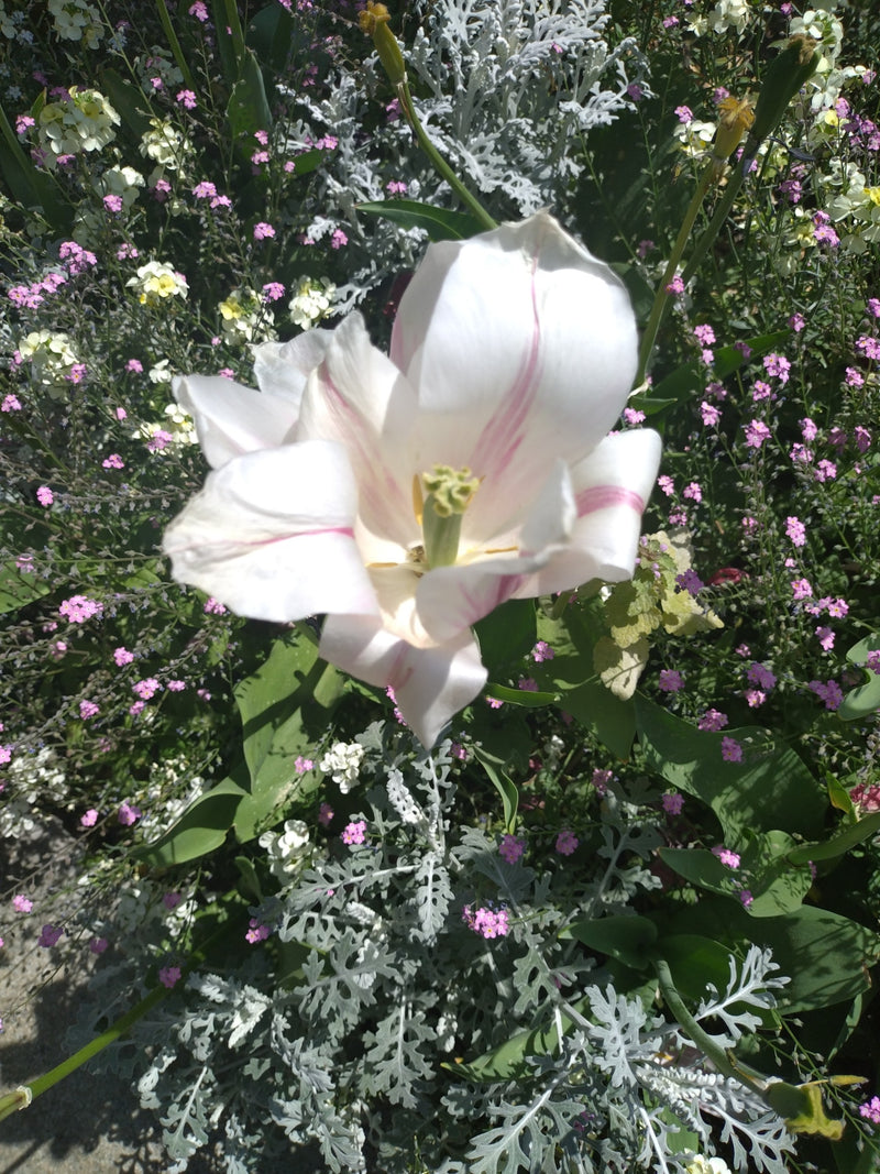 Een geopende witte tuintulp met roze strepen is zichtbaar. De bloem staat te midden van een kleurrijke bloemenborder.