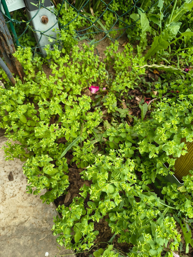 Tuinwolfsmelk — Bild 1