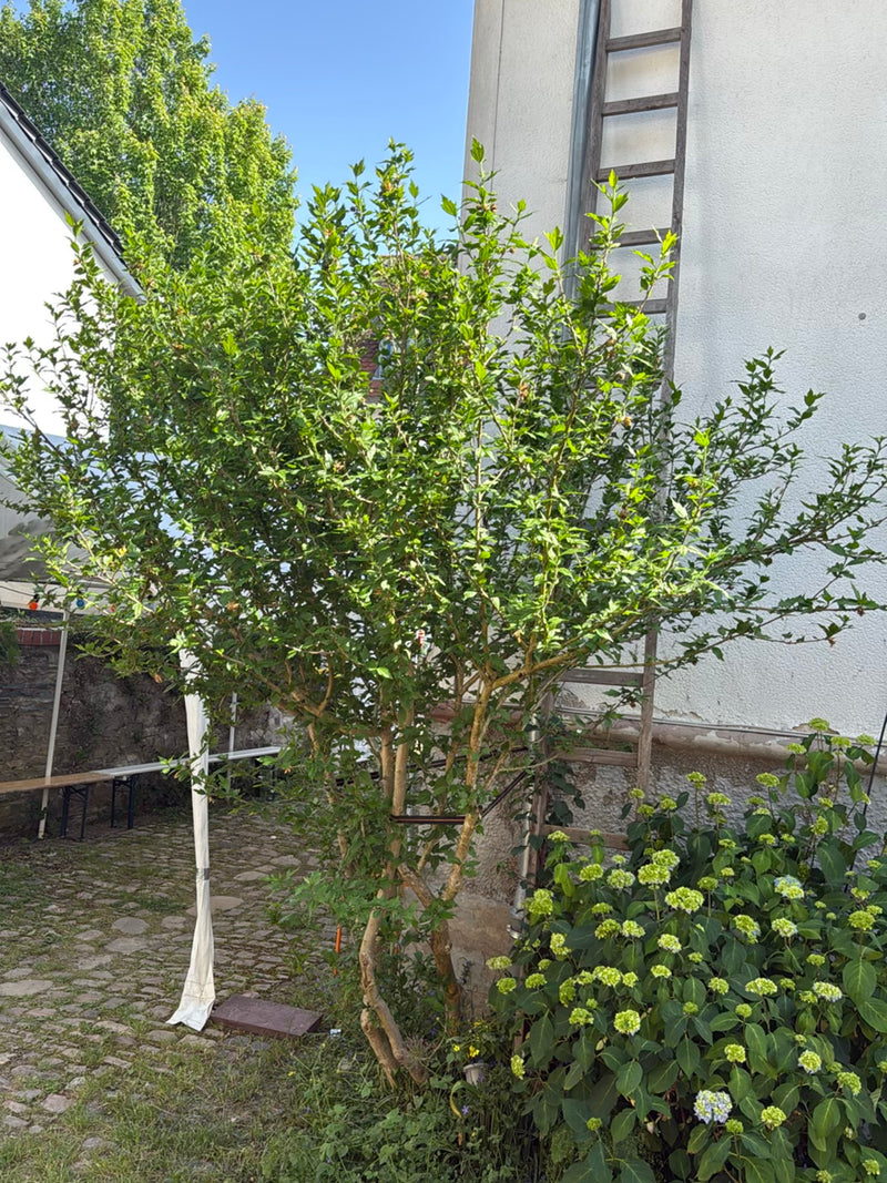 hibiscus — Bild 3