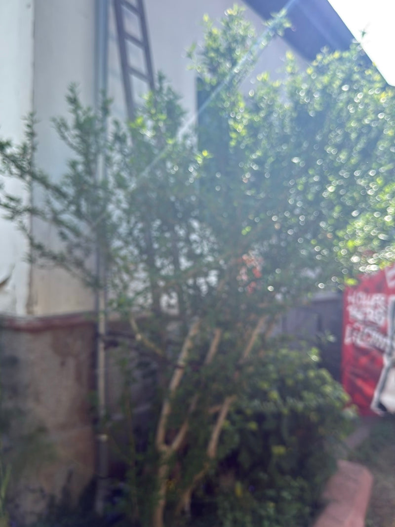hibiscus — Bild 1