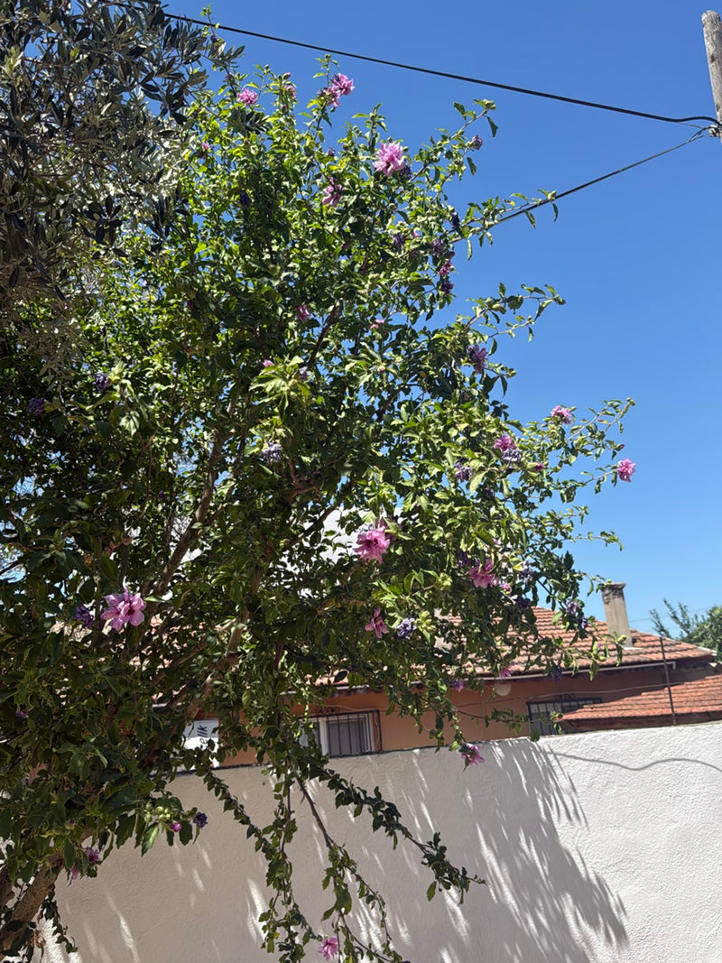 Te zien is een grote hibiscusstruik met talrijke roze bloemen voor een witte muur en blauwe hemel. De plant staat buitenshuis in een tuinomgeving.