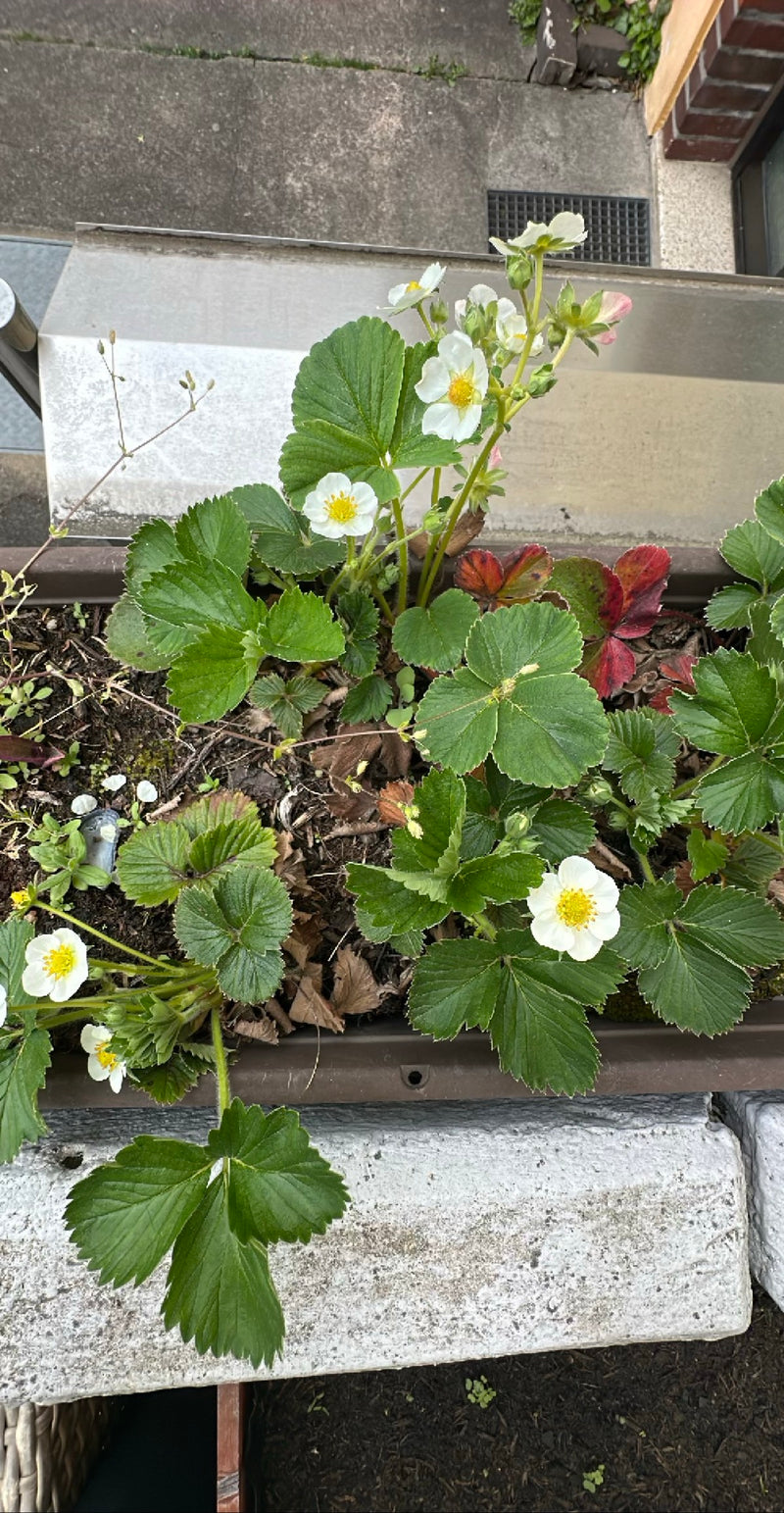 Tuin aardbei — Bild 1