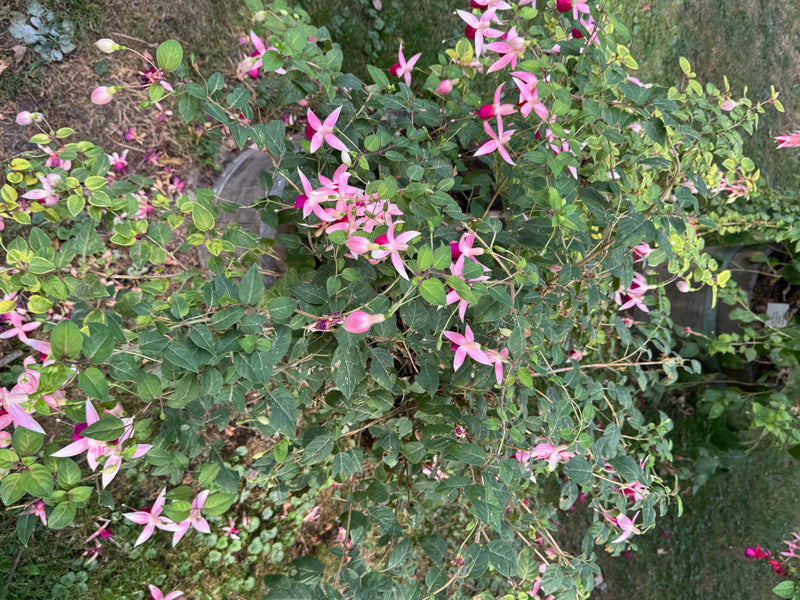 Gartenfuchsie — foto 2 van 2