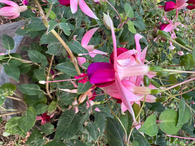 Gartenfuchsie — foto 1 van 2