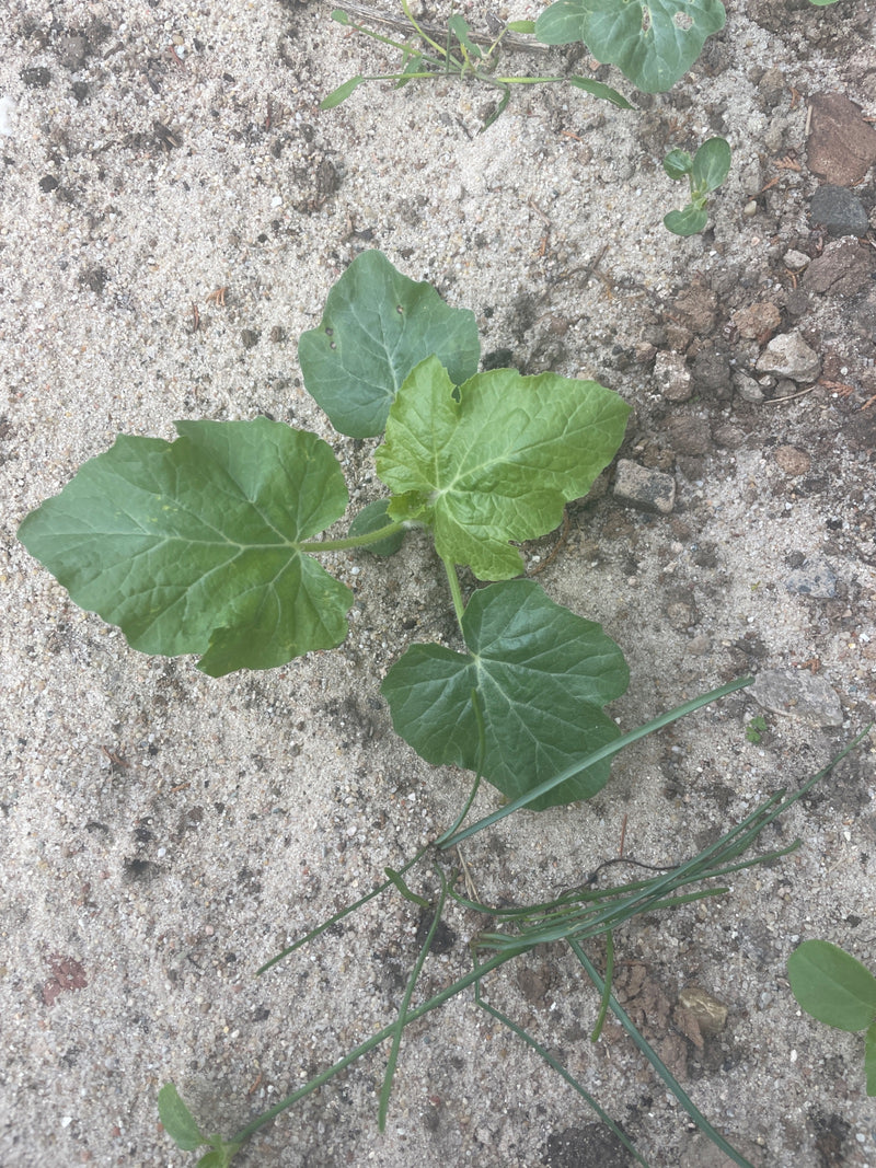Een jonge komkommerplant met verschillende groene bladeren groeit in zandige grond.