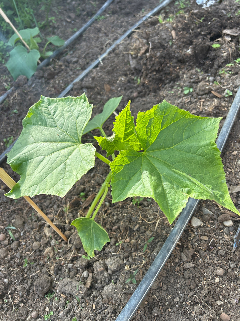 Een jonge komkommerplant met typische gelobde bladeren is te zien. Hij groeit in een bed van donkere aarde.