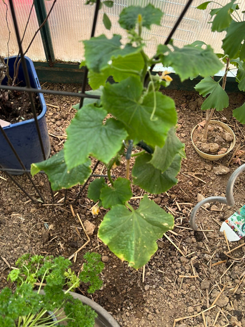 Een jonge komkommerplant met grote, gelobde bladeren en hechtranken is te zien. Hij groeit in een kas op aardse bodem.