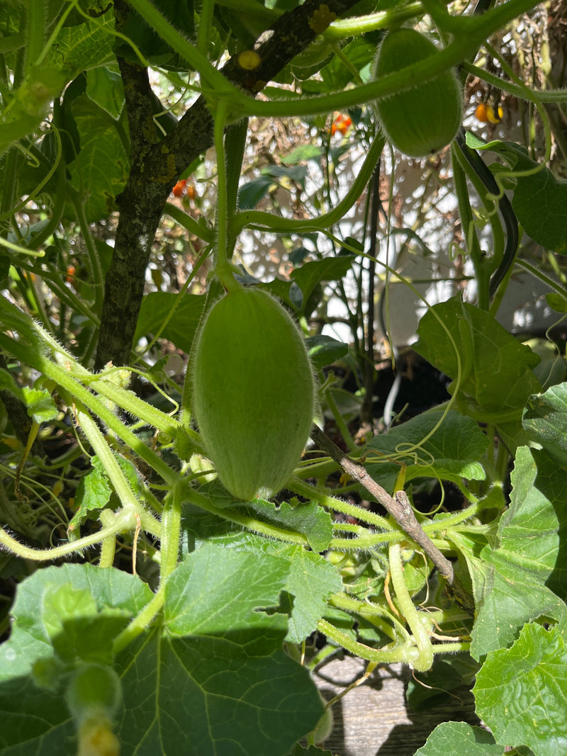 Een jonge, harige komkommer hangt aan een groene plant in de tuin. Extra bladeren en hecht-tendrils omringen de vrucht.