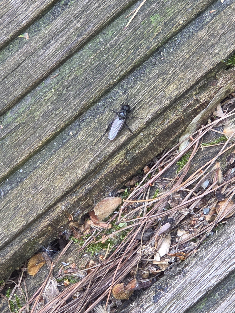 Tuinhaarmug — Bild 2