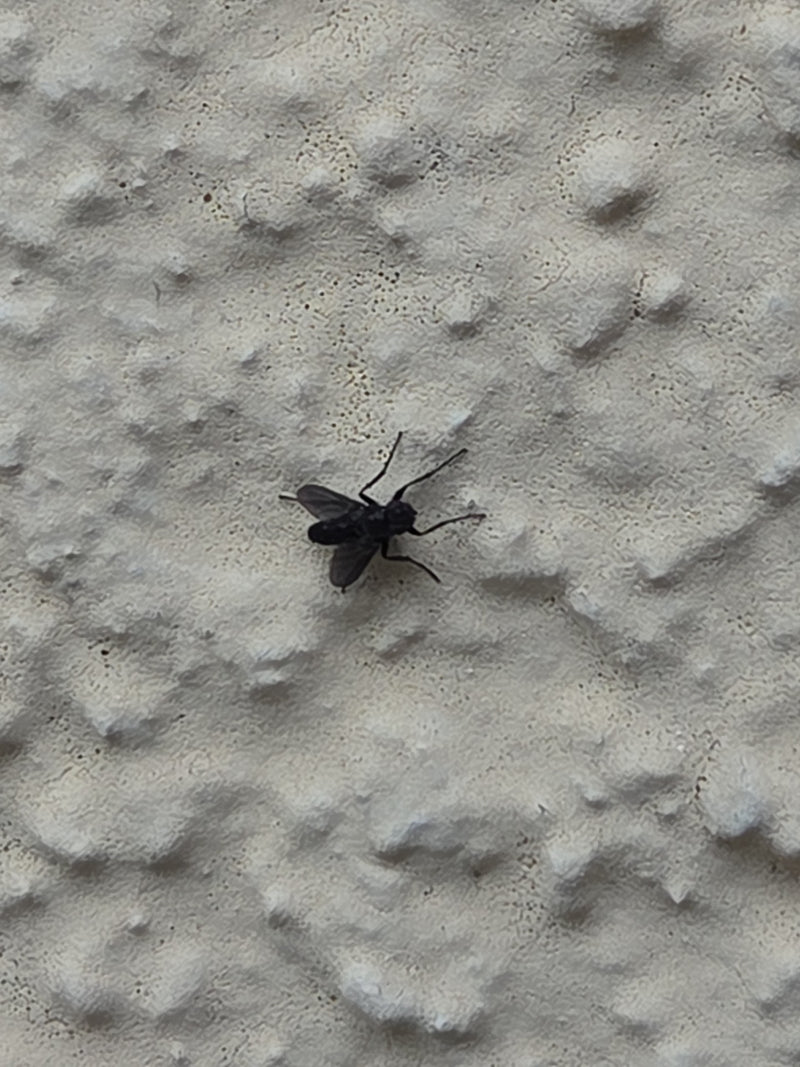 Een zwarte tuinhaarmug zit op een lichte, gestructureerde muur. Het insect is goed zichtbaar en rust op het oppervlak.