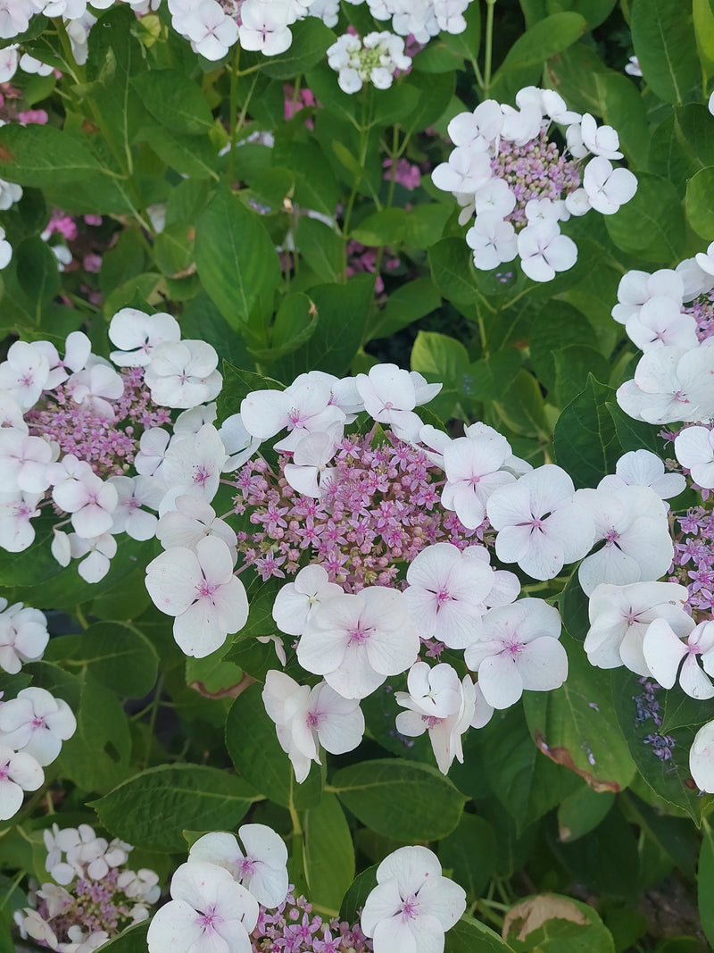 De afbeelding toont de wit-roze bloeiwijzen en groene bladeren van een hortensia vanuit dichtbij.